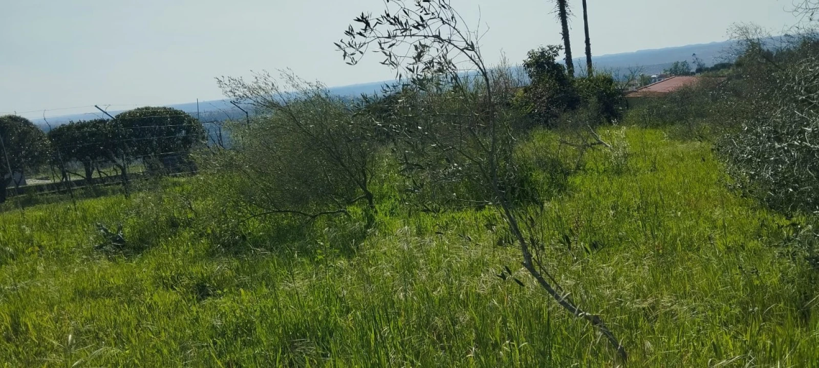 Terreno para Venda em Souto da Carpalhosa e Ortigosa Foto 5