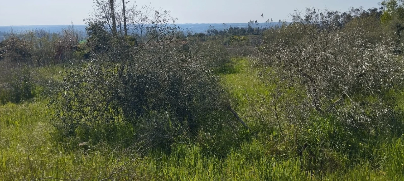 Terreno para Venda em Souto da Carpalhosa e Ortigosa Foto 7