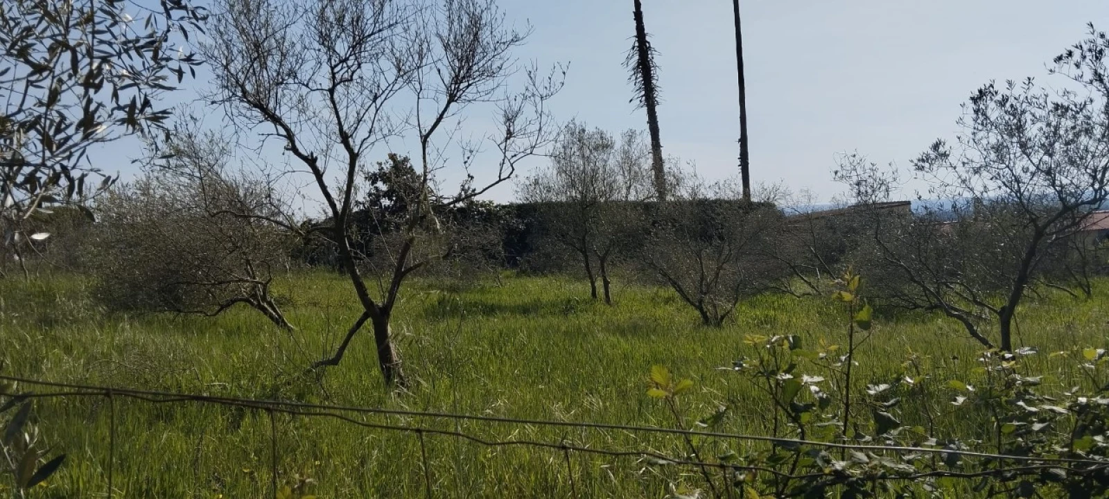 Terreno para Venda em Souto da Carpalhosa e Ortigosa Foto 8