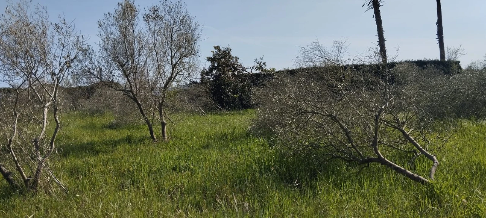 Terreno para Venda em Souto da Carpalhosa e Ortigosa Foto 10