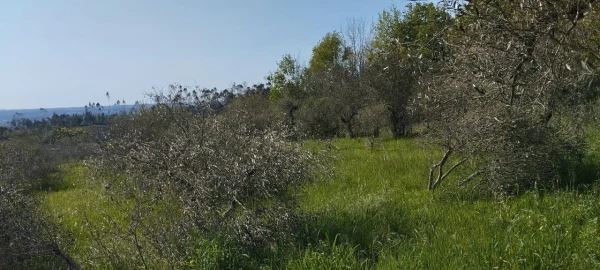 Terreno para Venda em Souto da Carpalhosa e Ortigosa