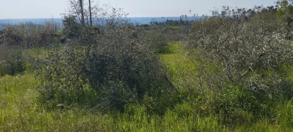 Terreno para Venda em Souto da Carpalhosa e Ortigosa