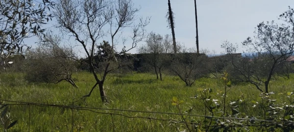 Terreno para Venda em Souto da Carpalhosa e Ortigosa