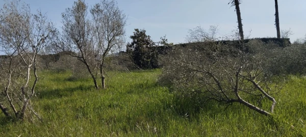 Terreno para Venda em Souto da Carpalhosa e Ortigosa