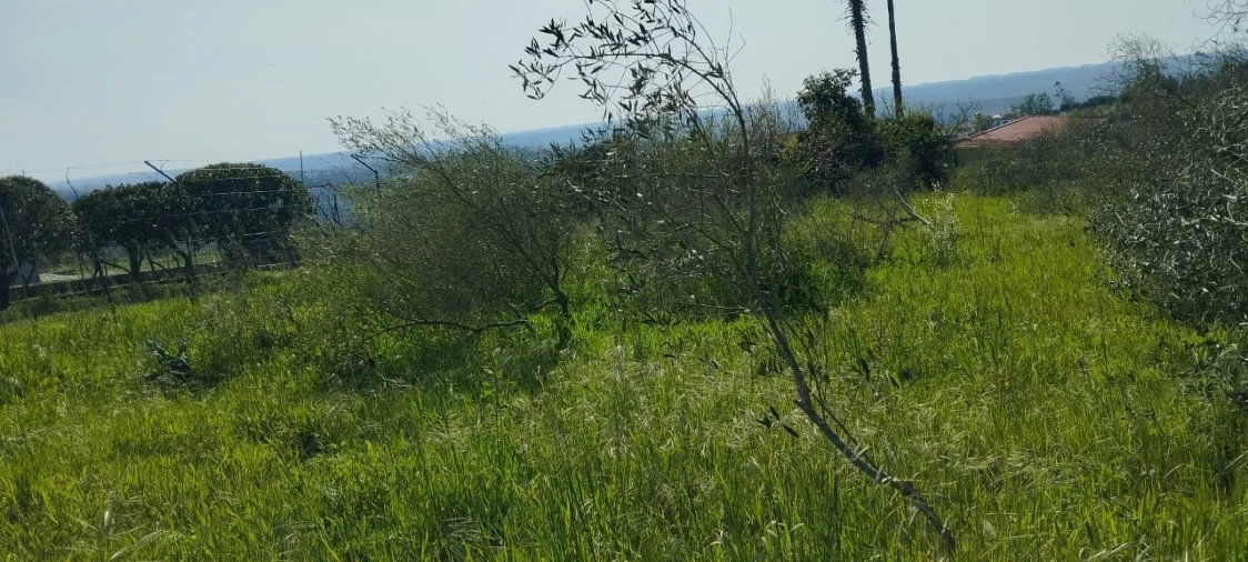 Terreno para Venda em Souto da Carpalhosa e Ortigosa Foto 5