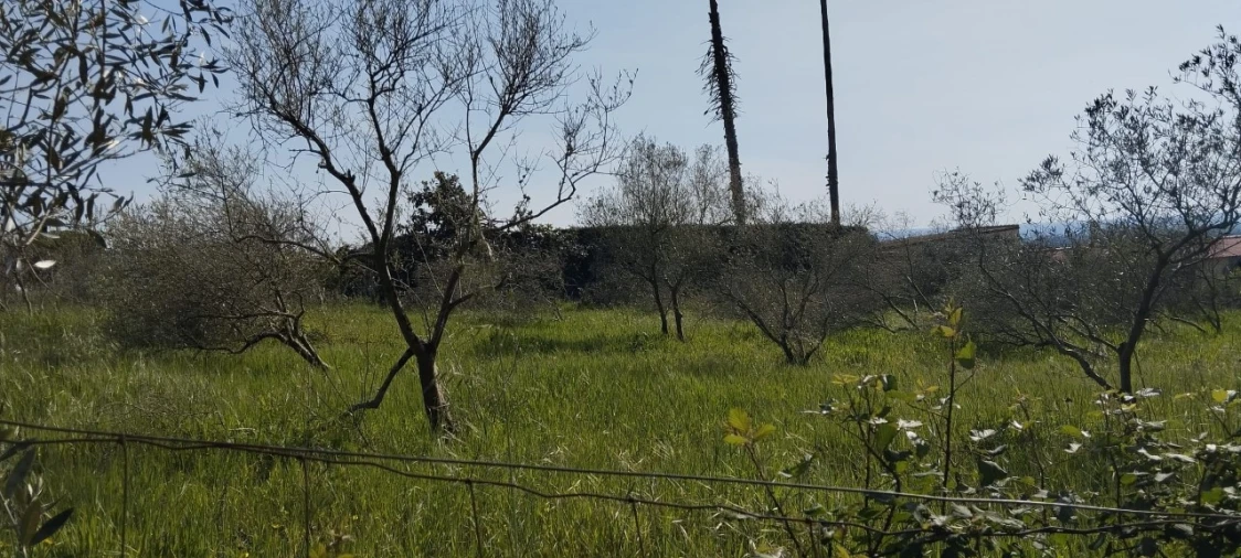 Terreno para Venda em Souto da Carpalhosa e Ortigosa Foto 8