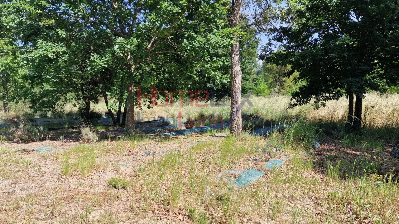 Terreno Agricola ou Rústico para Venda em Santar e Moreira Foto 24