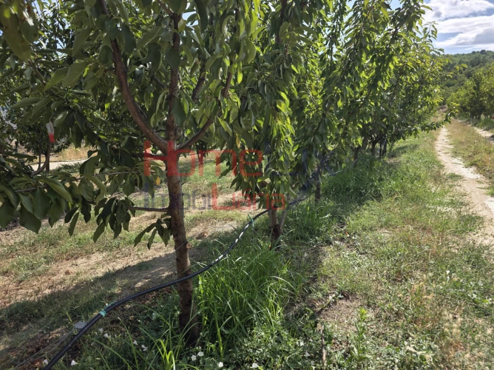 Quinta T3 para Venda em Lamego (Almacave e Sé) Foto 52