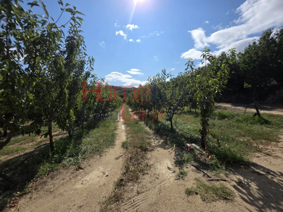 Quinta T3 para Venda em Lamego (Almacave e Sé) Foto 53