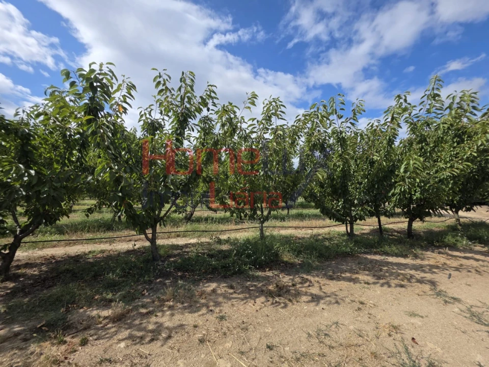 Quinta T3 para Venda em Lamego (Almacave e Sé) Foto 55