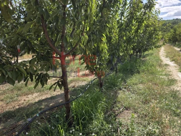 Quinta T3 para Venda em Lamego (Almacave e Sé)