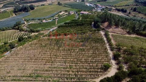 Quinta T3 para Venda em Lamego (Almacave e Sé)