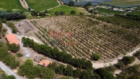 Quinta T3 para Venda em Lamego (Almacave e Sé)
