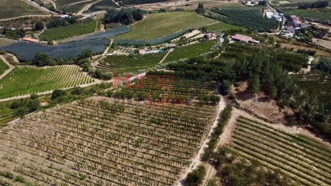 Quinta T3 para Venda em Lamego (Almacave e Sé)