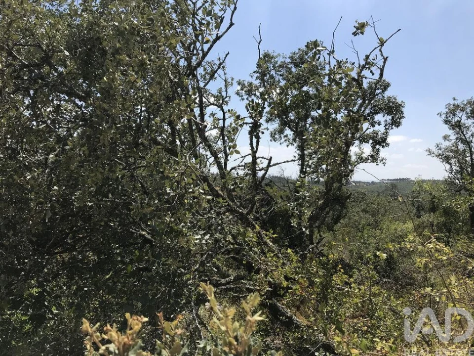 Terreno para Venda em Chãos Foto 11