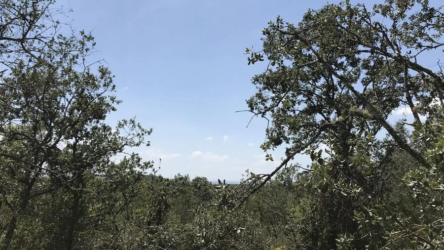 Terreno para Venda em Chãos