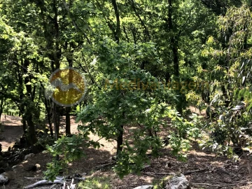 Terreno para Venda em Gondoriz