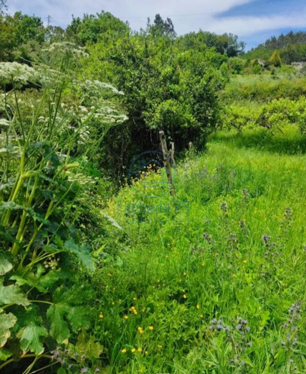 Terreno para Venda em Mozelos Foto 13