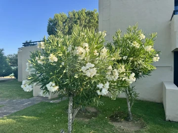 Apartamento T1 para Venda em Alvor