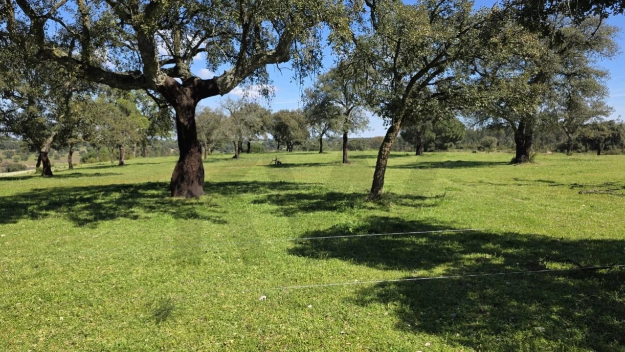 Quinta T4 para Venda em Benavente Foto 15