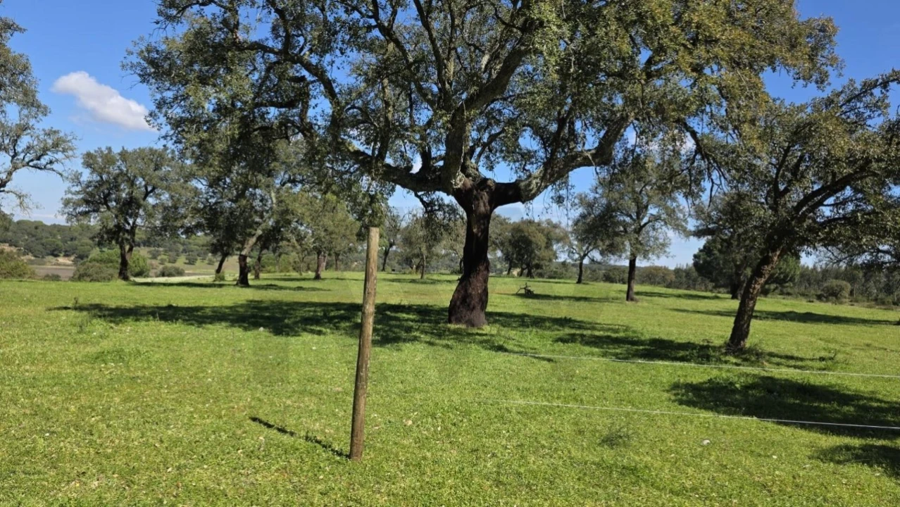 Quinta T4 para Venda em Benavente Foto 16