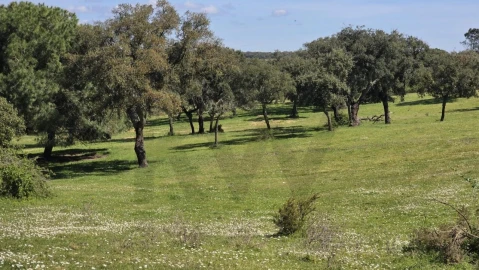 Quinta T4 para Venda em Benavente