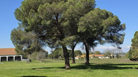 Quinta T4 para Venda em Benavente