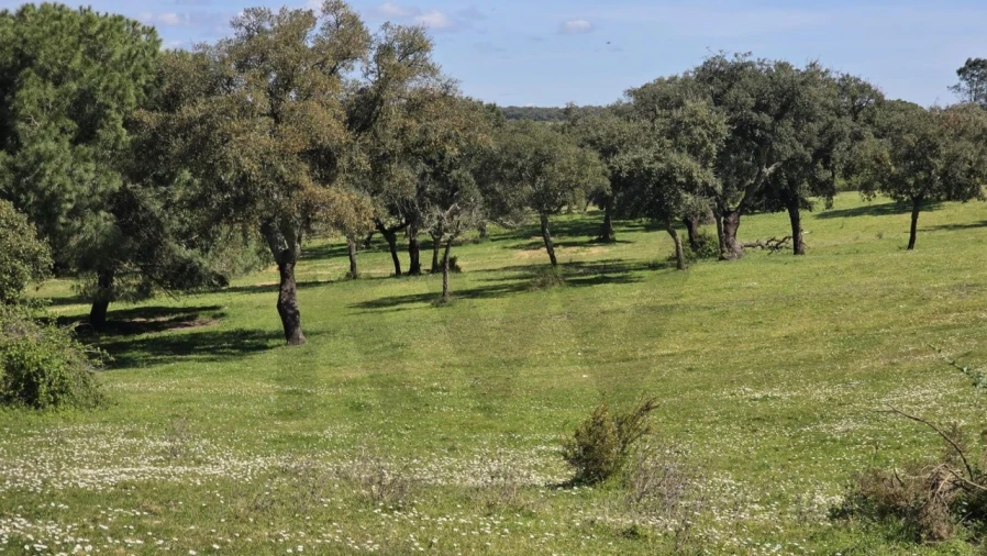 Quinta T4 para Venda em Benavente Foto 19