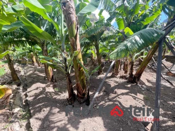 Terreno para Venda em Ribeira Brava