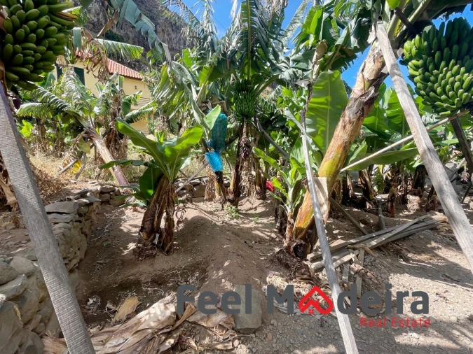 Terreno para Venda em Ribeira Brava Foto 7