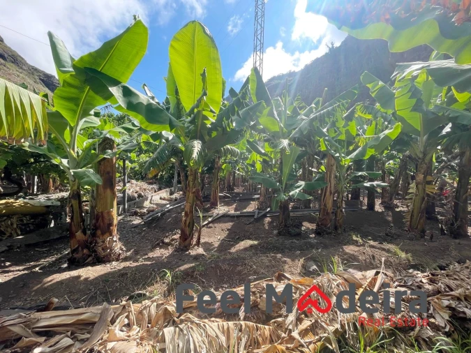 Terreno para Venda em Ribeira Brava Foto 9