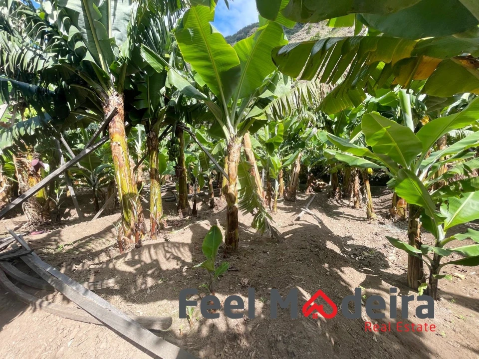 Terreno para Venda em Ribeira Brava Foto 6