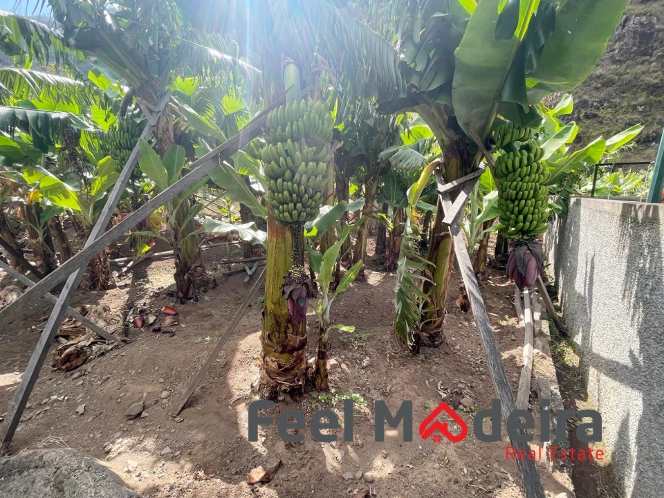 Terreno para Venda em Ribeira Brava Foto 15