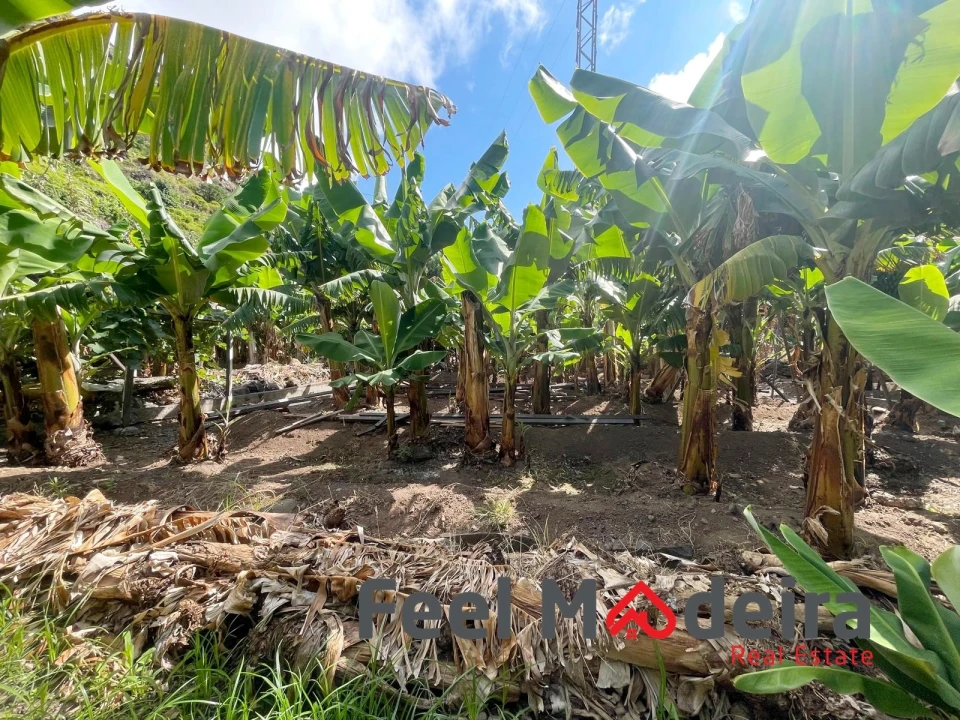 Terreno para Venda em Ribeira Brava Foto 8