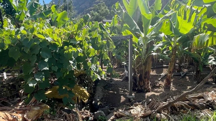 Terreno para Venda em Ribeira Brava