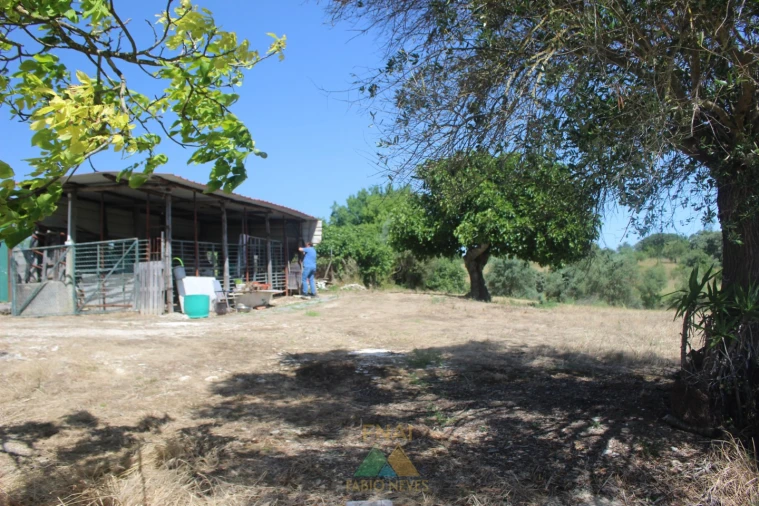Quinta T20 para Venda em Torres Novas (Santa Maria, Salvador e Santiago) Foto 15