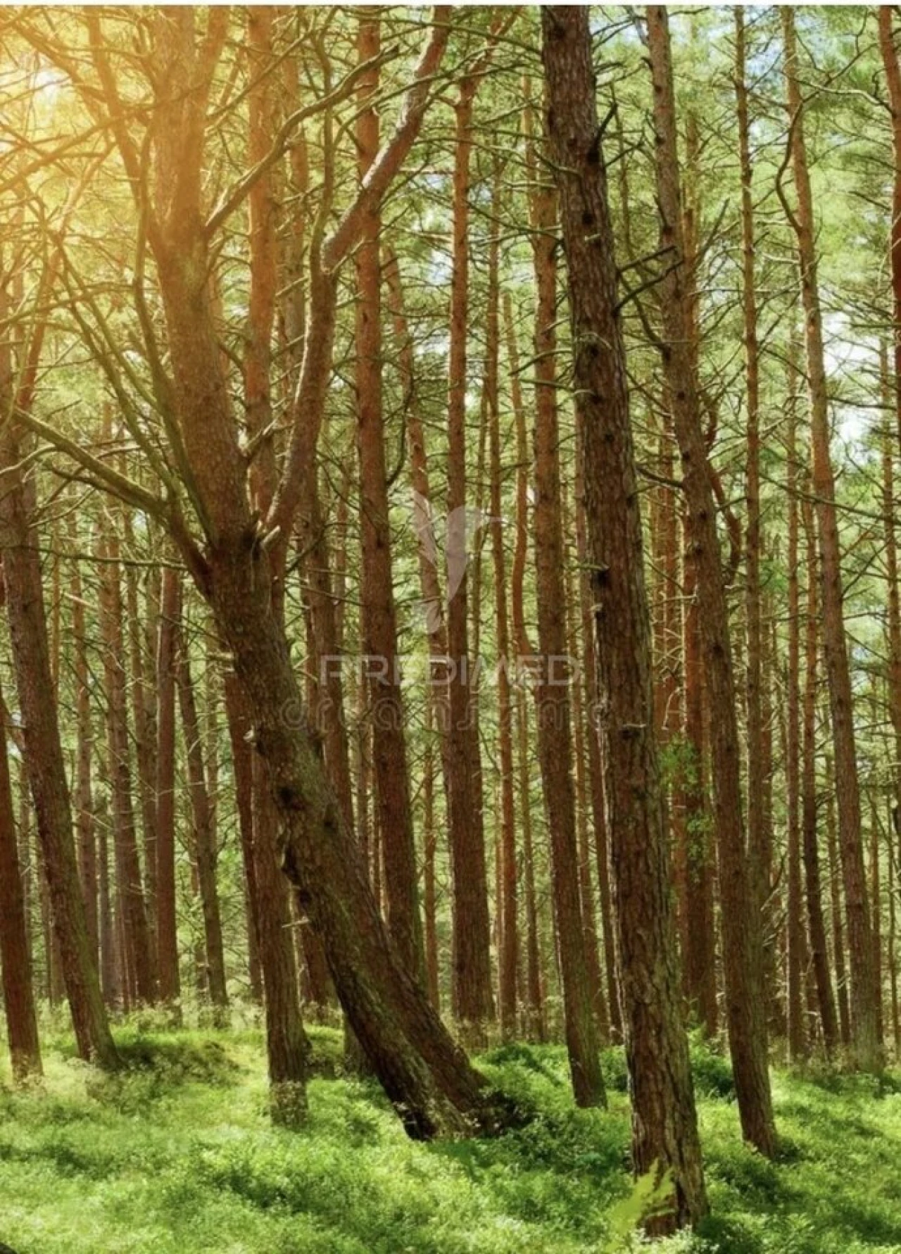 Terreno para Venda em São Mamede de Ribatua Foto 1
