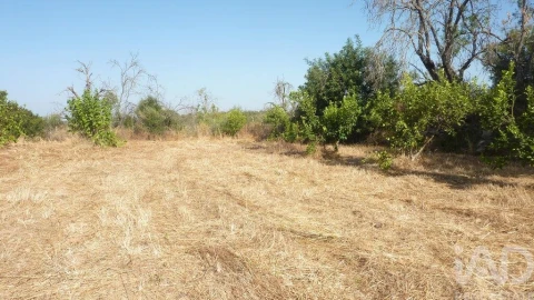 Terreno para Venda em Ferreiras