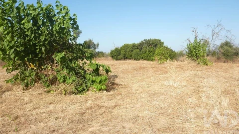 Terreno para Venda em Ferreiras
