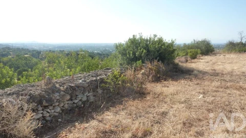 Terreno para Venda em Ferreiras