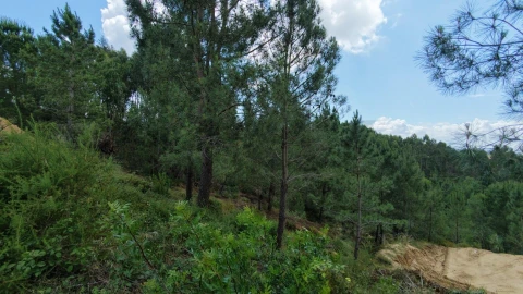 Terreno para Venda em Azambuja