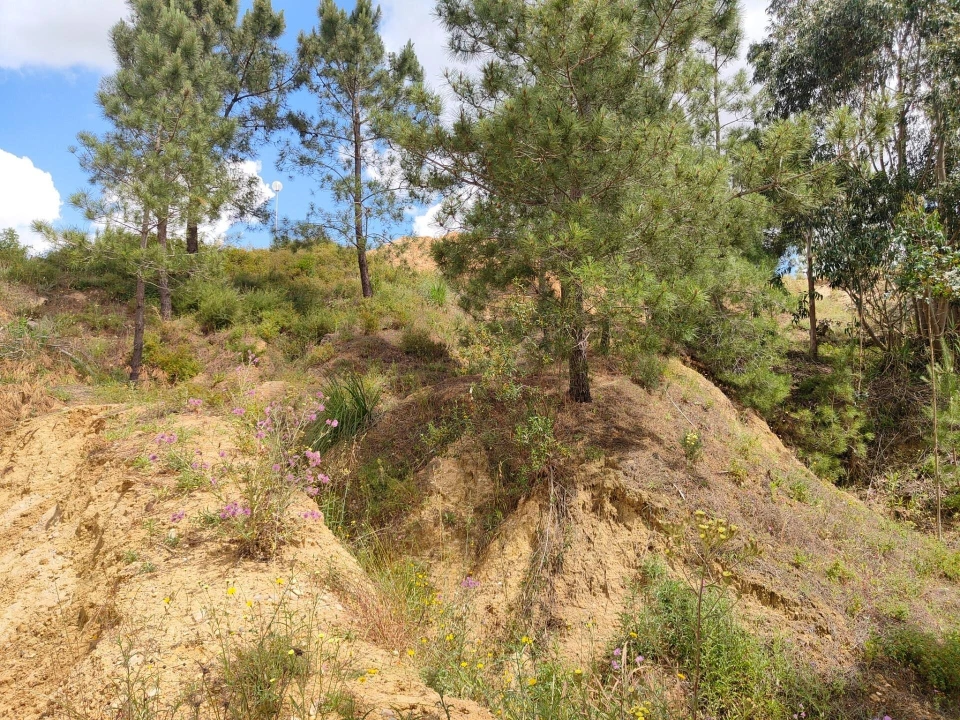 Terreno para Venda em Azambuja Foto 21