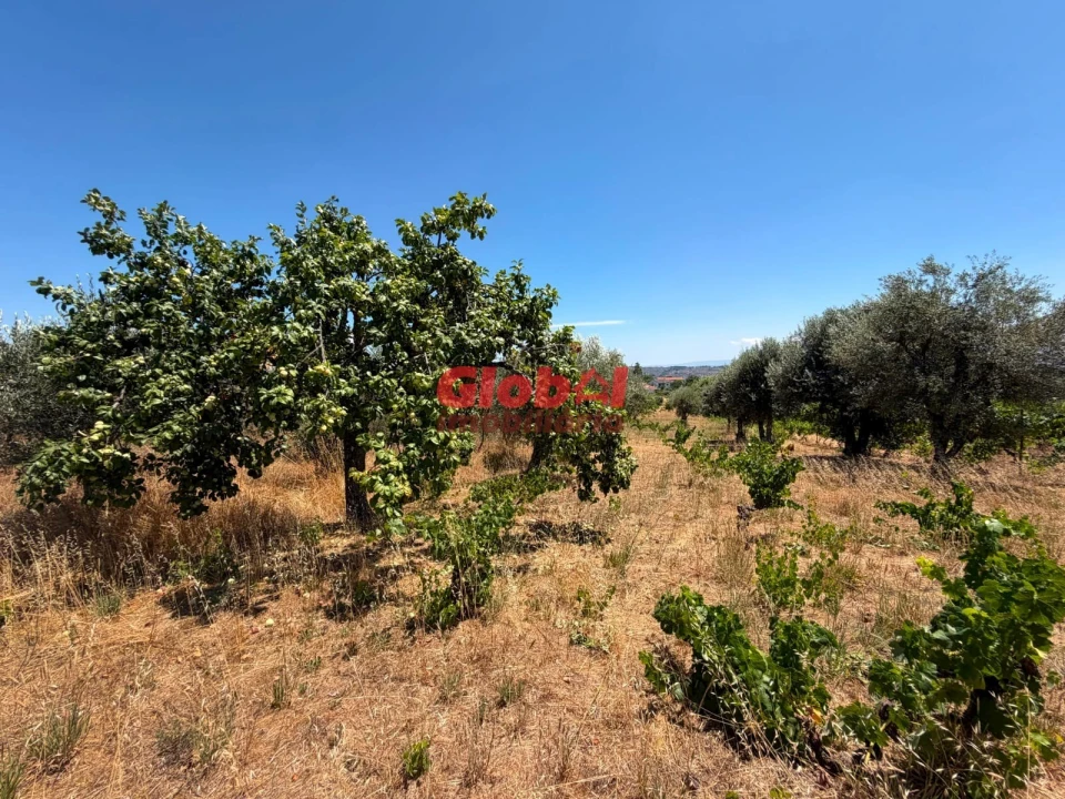 Terreno para Venda em Silvã de Cima Foto 5
