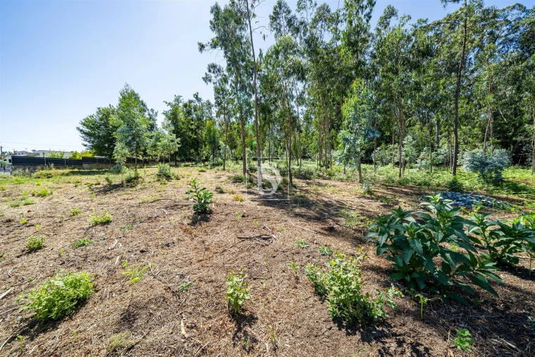 Terreno Misto para Venda em Lijo Foto 9