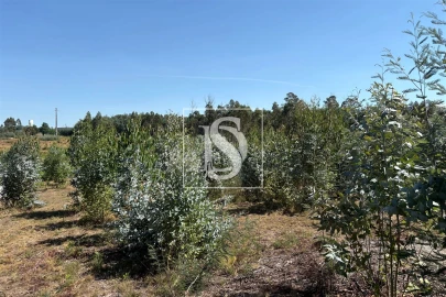 Terreno Agricola ou Rústico para Venda em Tondela e Nandufe