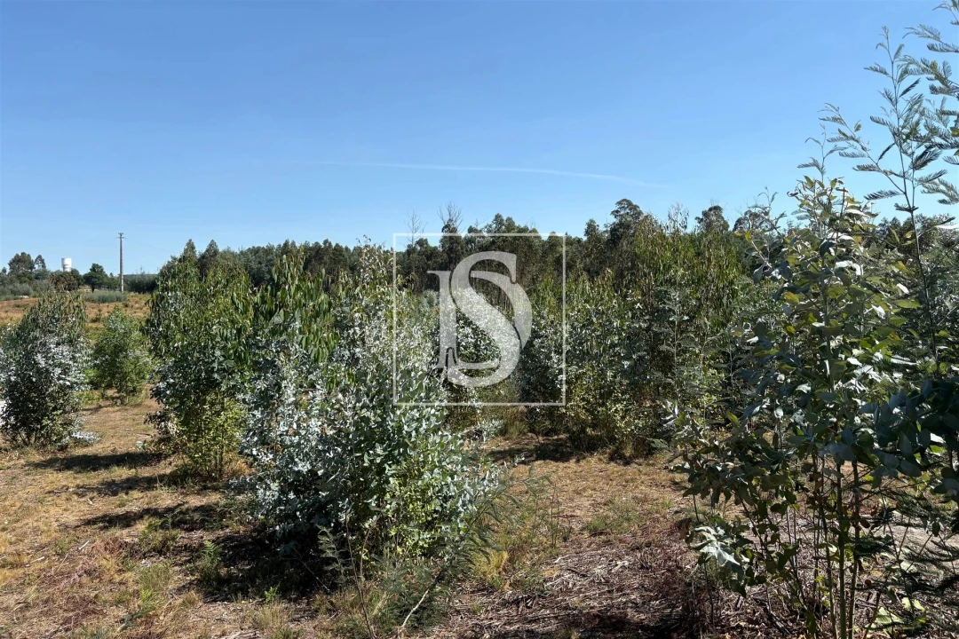 Terreno Agricola ou Rústico para Venda em Tondela e Nandufe Foto 5