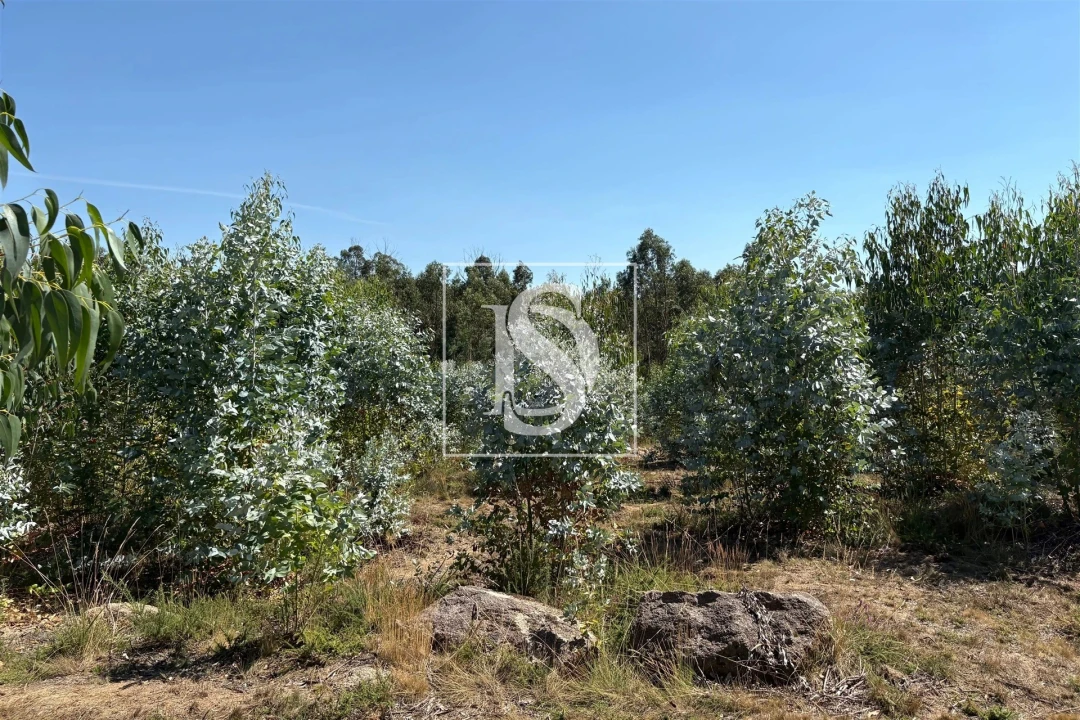 Terreno Agricola ou Rústico para Venda em Tondela e Nandufe Foto 6