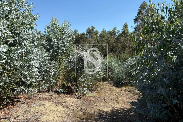 Terreno Agricola ou Rústico para Venda em Tondela e Nandufe Foto 8