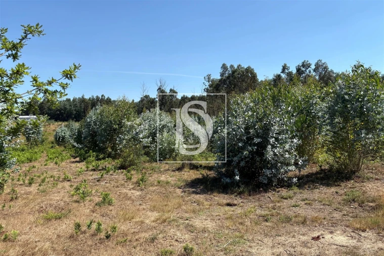 Terreno Agricola ou Rústico para Venda em Tondela e Nandufe Foto 9