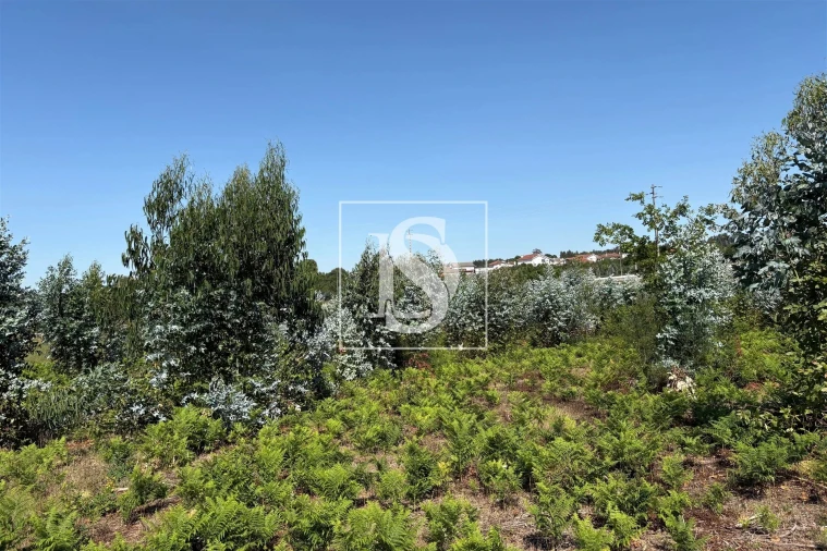 Terreno Agricola ou Rústico para Venda em Tondela e Nandufe Foto 10